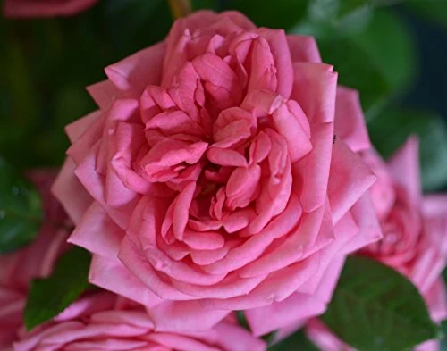 Nostalgie® Edelrose Romina® jetzt ca. 80 cm hoch