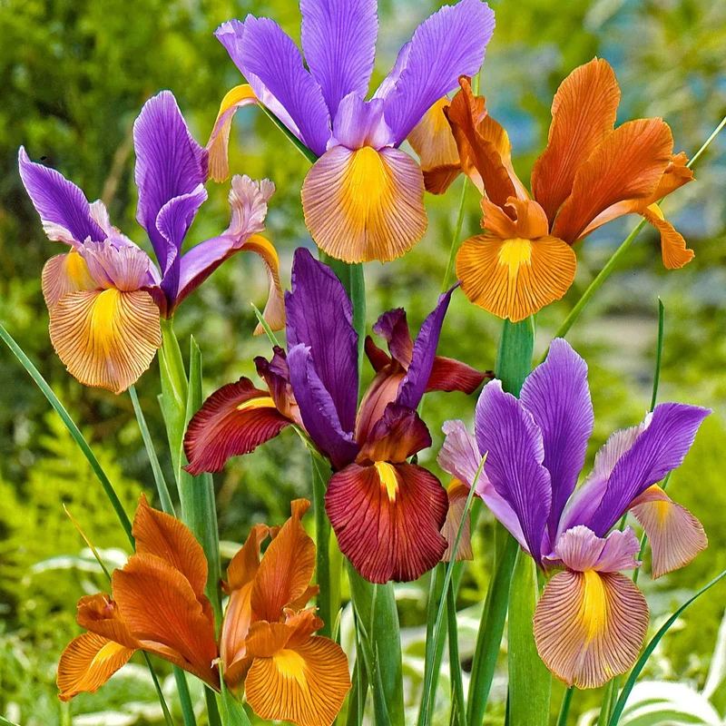 Holländische Iris 'Tiger' Mischung (x40)