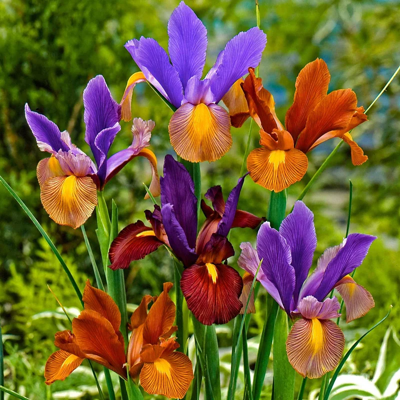 Holländische Iris 'Tiger' Mischung (x40)