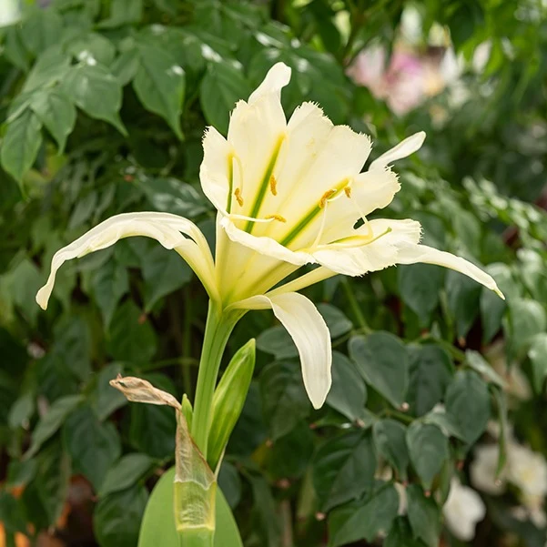 Ismene 'Sulphur Queen' (x2)