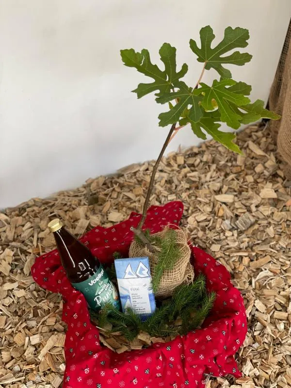 Geschenkbox „Feigenbaum“