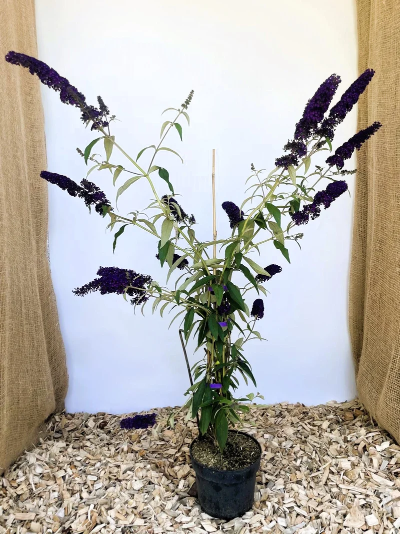Schmetterlingsflieder Black Knight - Topf-/Containerpflanzen