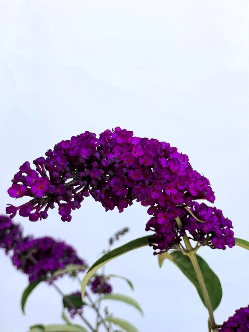 Sommerflieder Royal Red - Topf-/Containerpflanzen