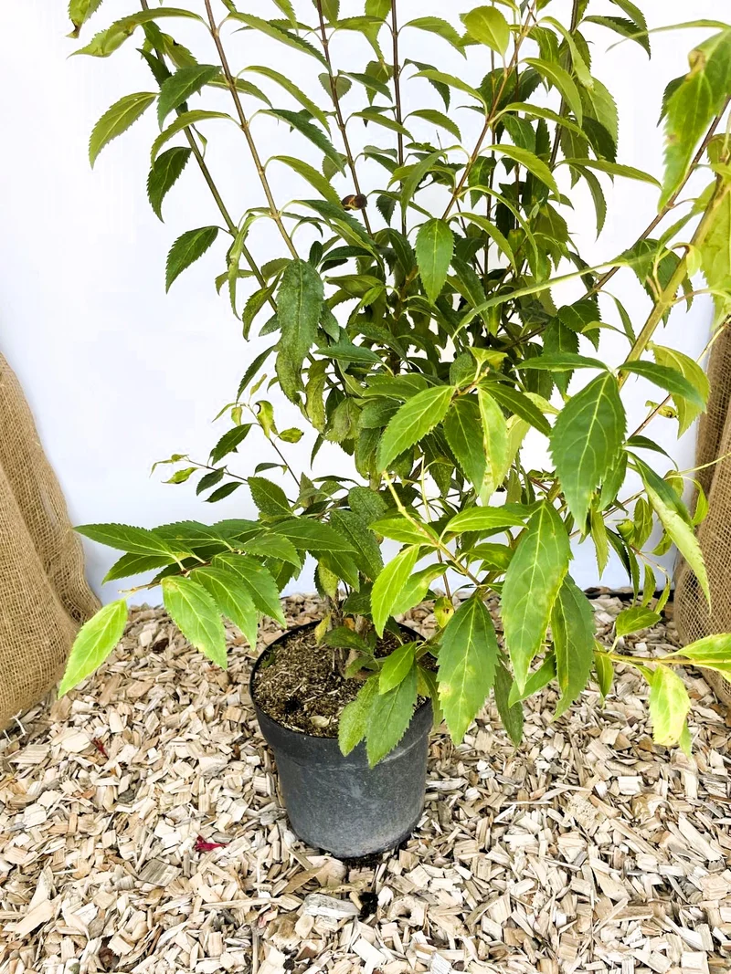 Forsythie Lynwood Gold - Topf-/Containerpflanzen