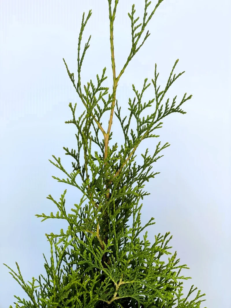 Abendländischer Lebensbaum Thuja Occidentalis "King of Brabant" - Topf-/Containerpflanzen