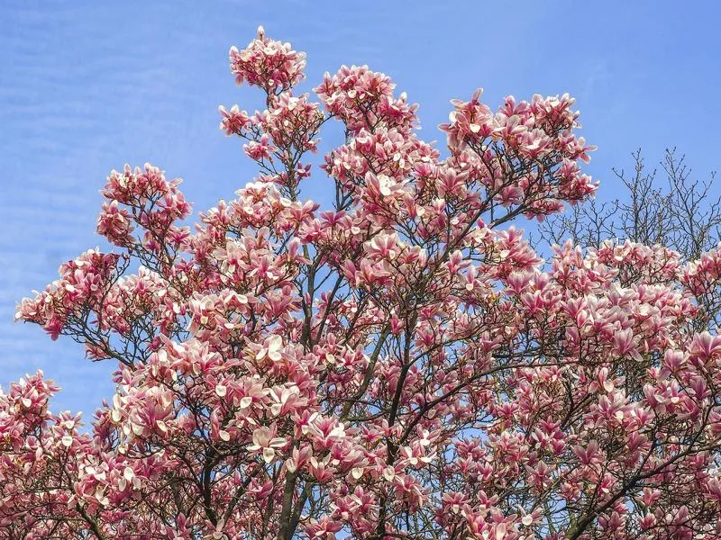 Tulpen-Magnolie - Topf/Containerpflanzen