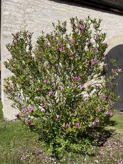 Tulpen-Magnolie - Topf/Containerpflanzen