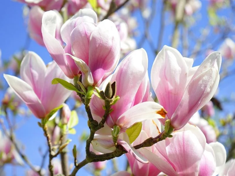 Tulpen-Magnolie - Topf/Containerpflanzen