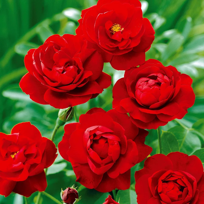 Polyantha-Rose rot