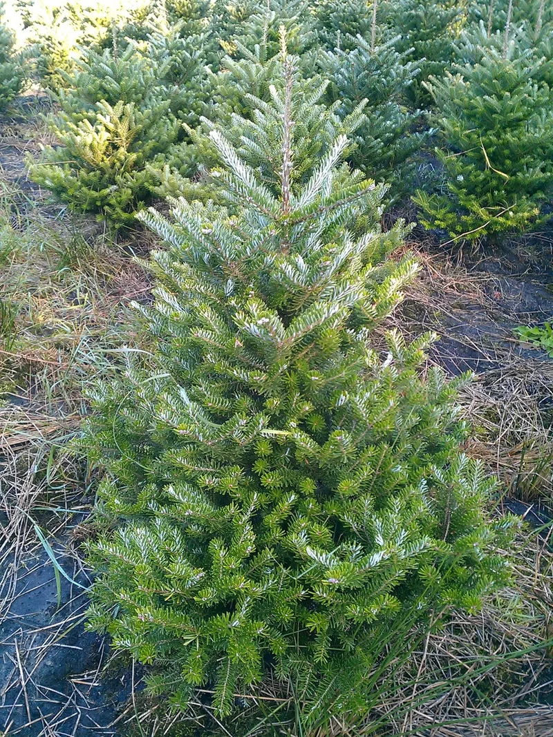 Zwerg Korea Tanne - Abies koreana Molli - Weihnachtsbaum