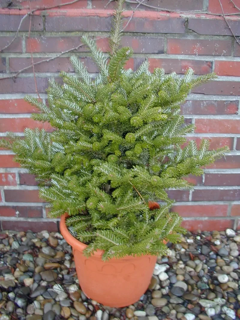 Zwerg Korea Tanne - Abies koreana Molli - Weihnachtsbaum