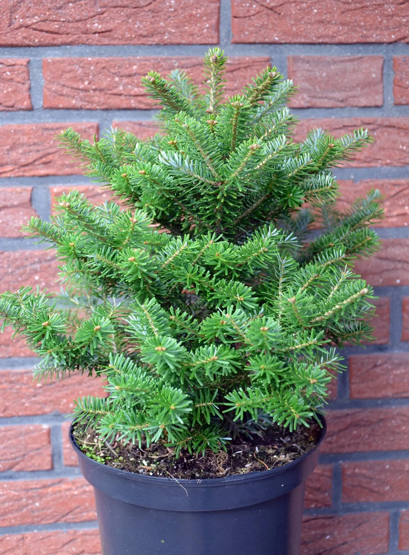 Zwerg Korea Tanne - Abies koreana Molli - Weihnachtsbaum