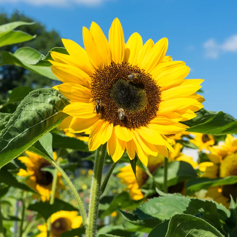 Sonnenblume