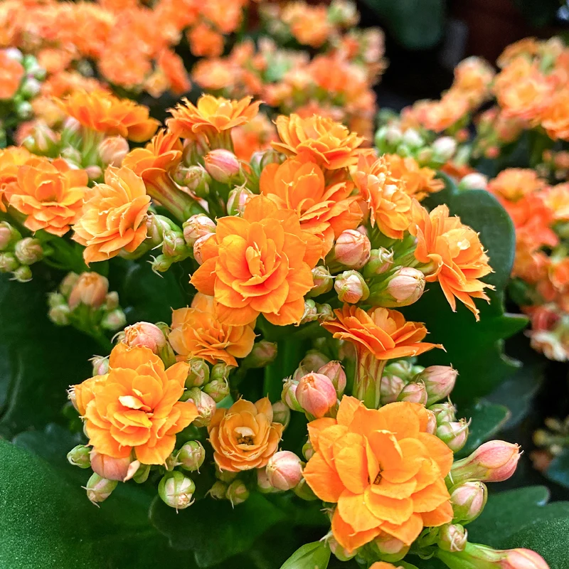 Kalanchoe Orange