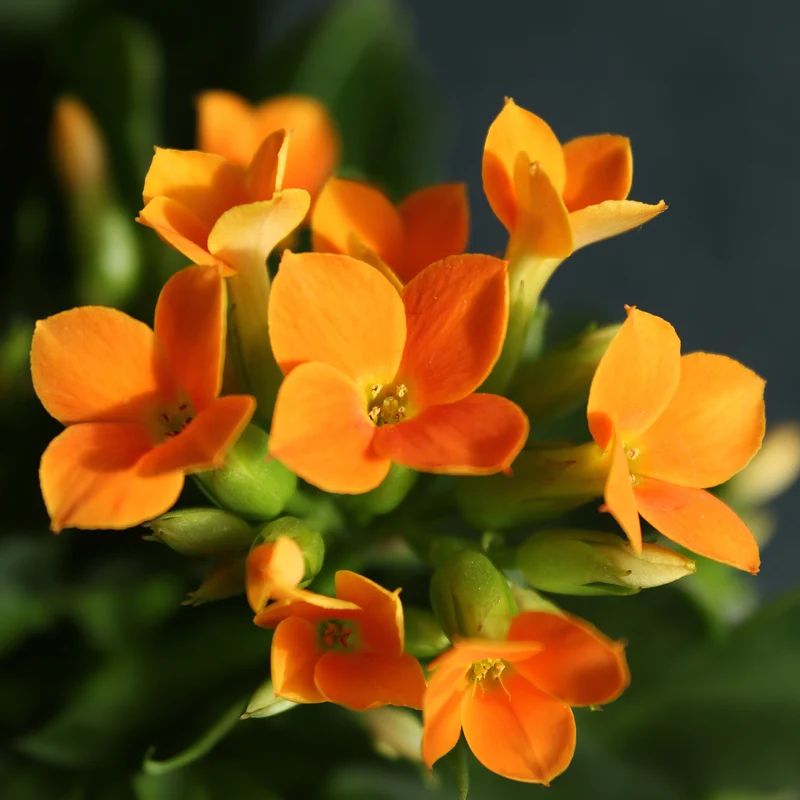 Kalanchoe Orange