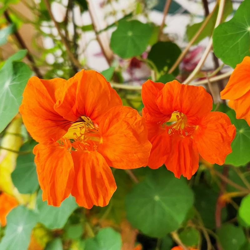 Orange Kapuzinerkresse