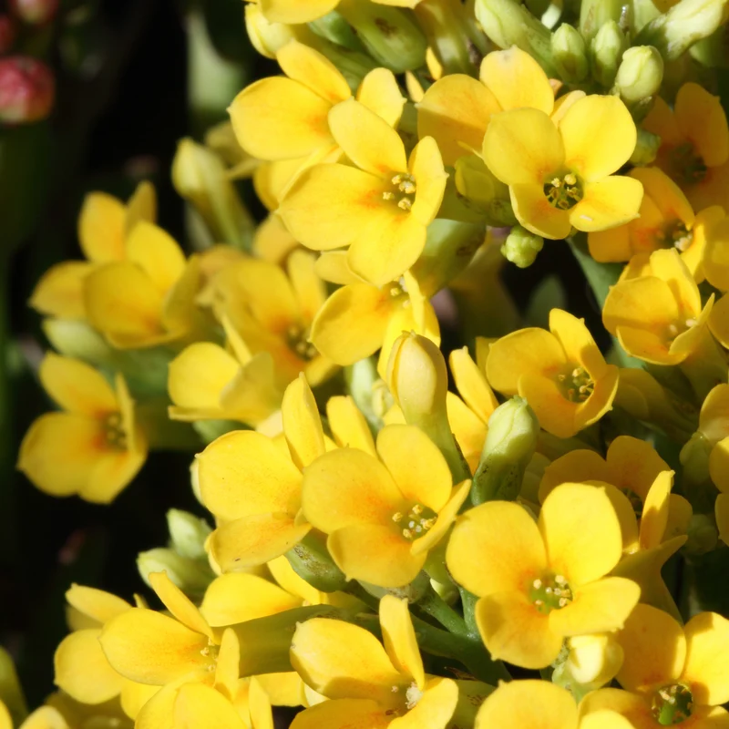 Kalanchoe Gelb