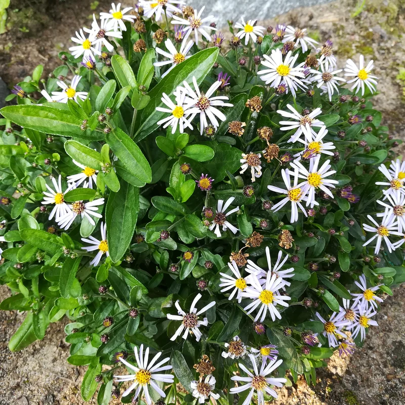 Schönaster Nana Blue