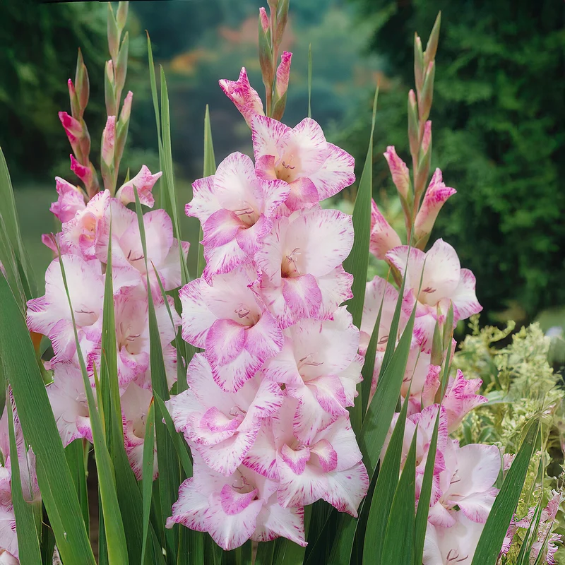 Riesenblütige Gladiole My Love