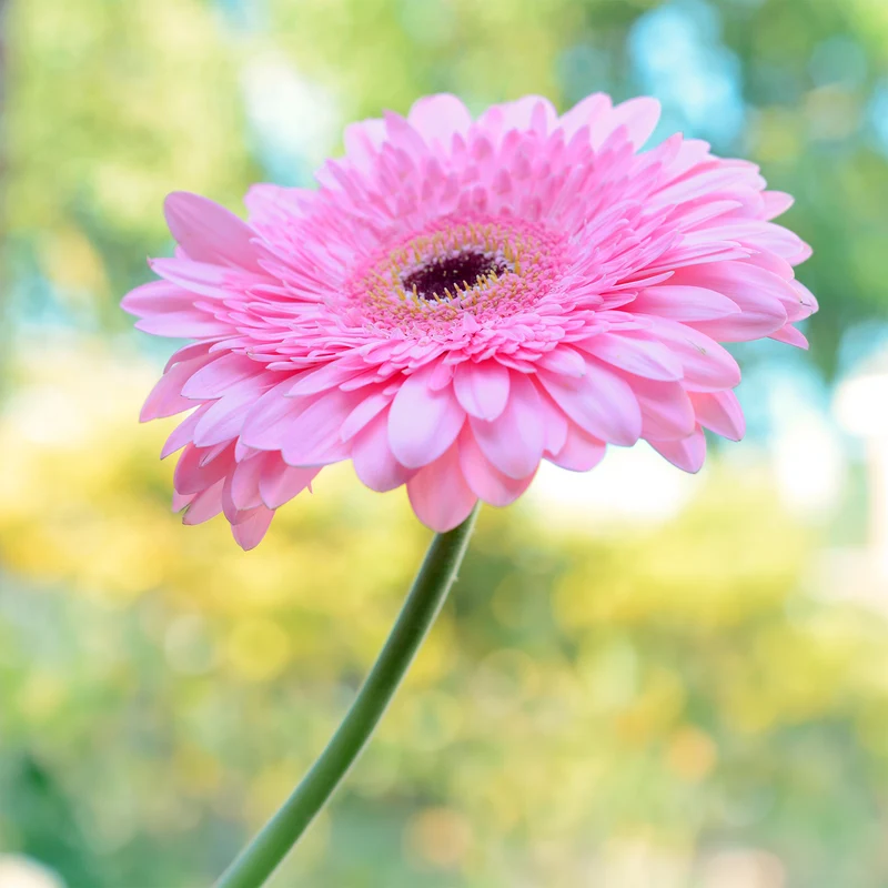 Gerbera Rosa