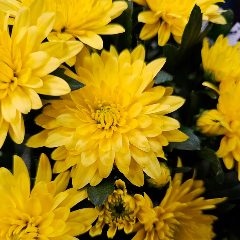 Chrysantheme Gelb