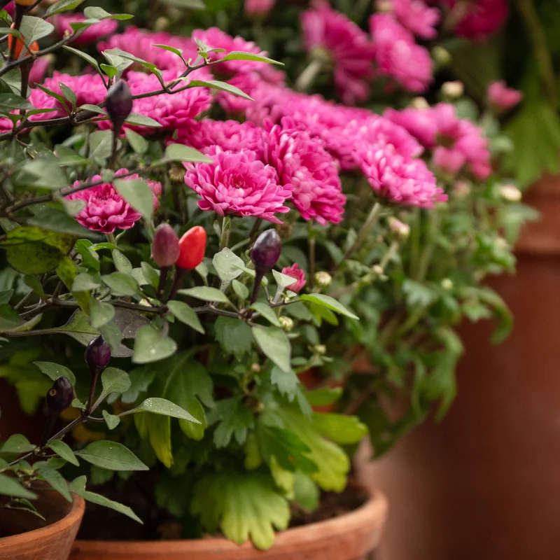 Chrysantheme Fuchsia