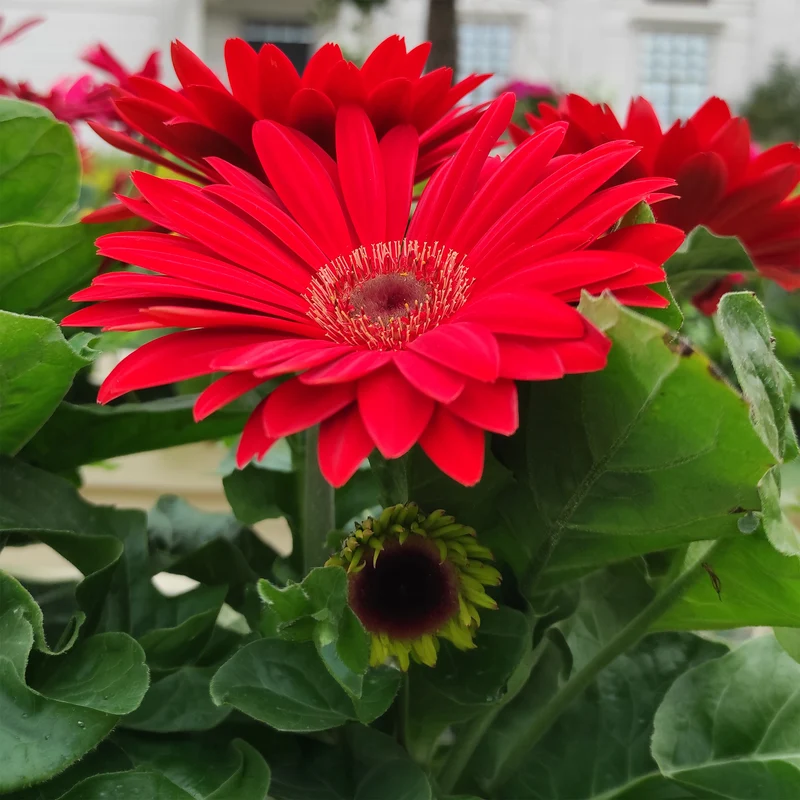 Gerbera Rot