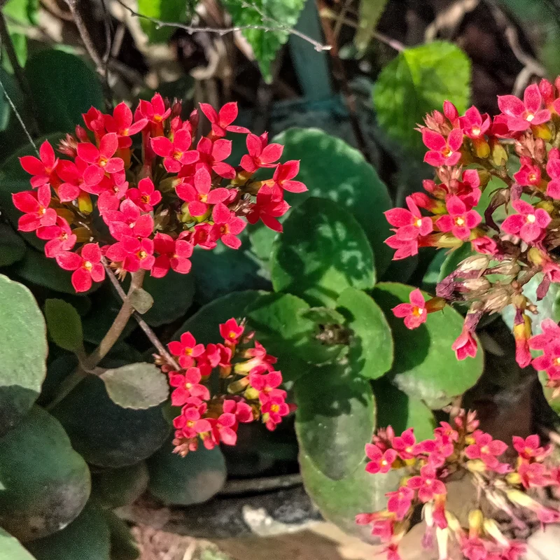 Kalanchoe Rot