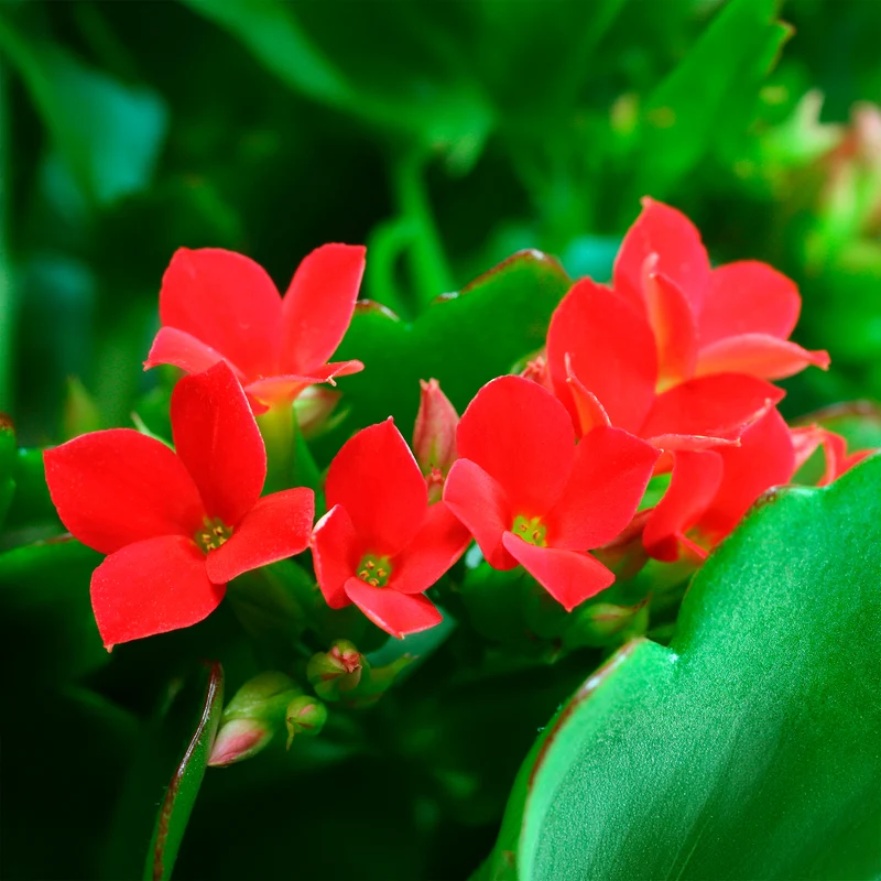Kalanchoe Rot