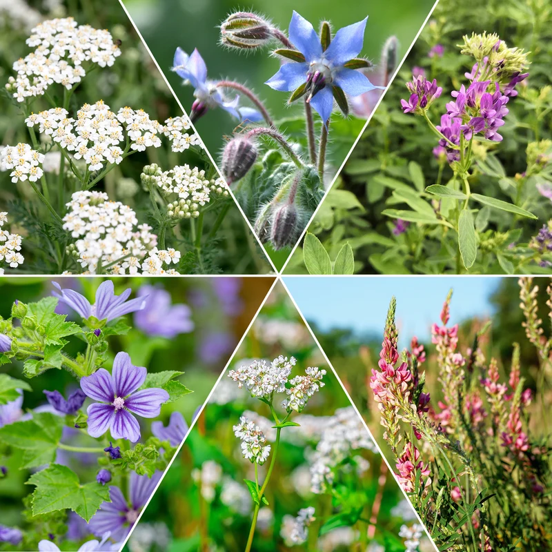 Blumenmischung für Fauna und Flora