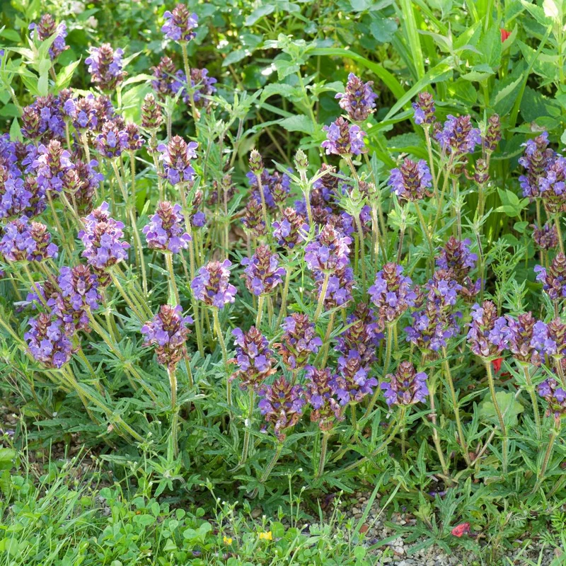 Großblütige Braunelle
