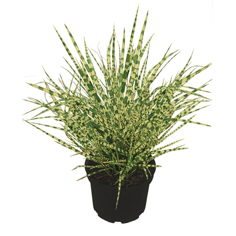Chinaschlif 'Gold Breeze'
