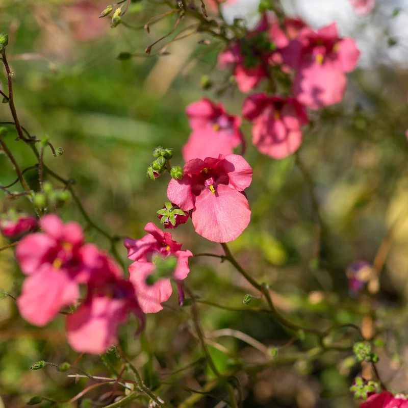 rosa Zwergsporn