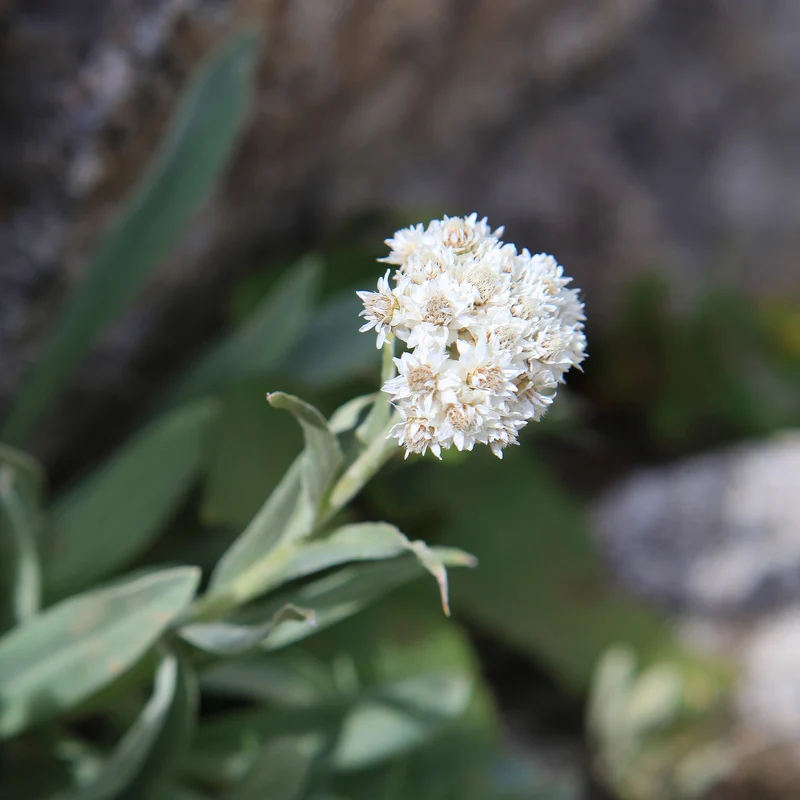 Alpen-Perlkörbchen