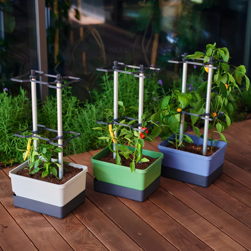 Gusta Garden CHARLY CHILI