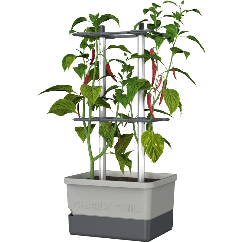 Gusta Garden CHARLY CHILI