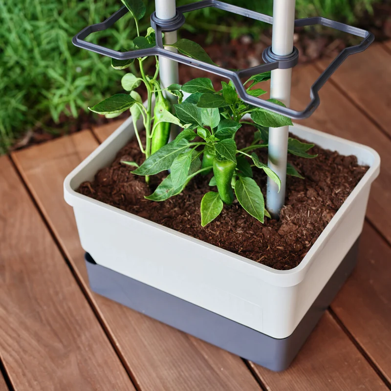 Gusta Garden CHARLY CHILI