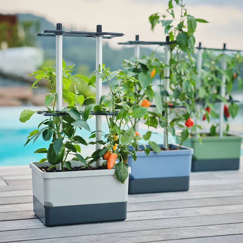 Gusta Garden CHARLY CHILI