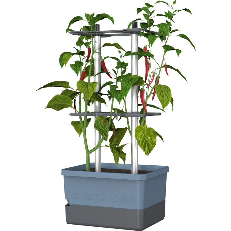 Gusta Garden CHARLY CHILI