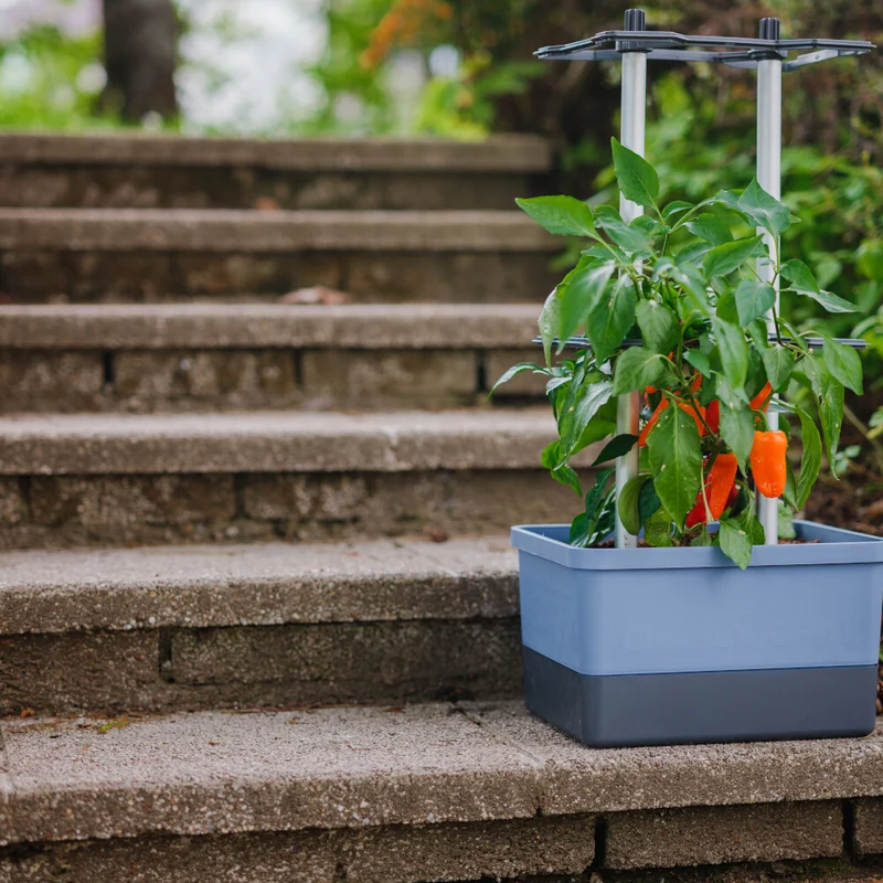 Gusta Garden CHARLY CHILI