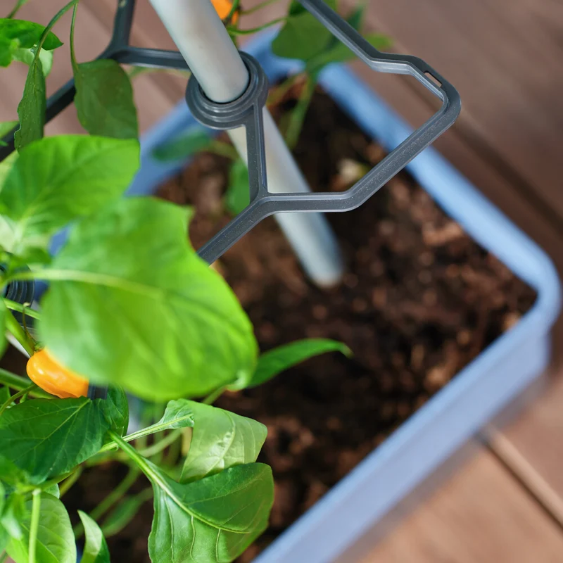 Gusta Garden CHARLY CHILI