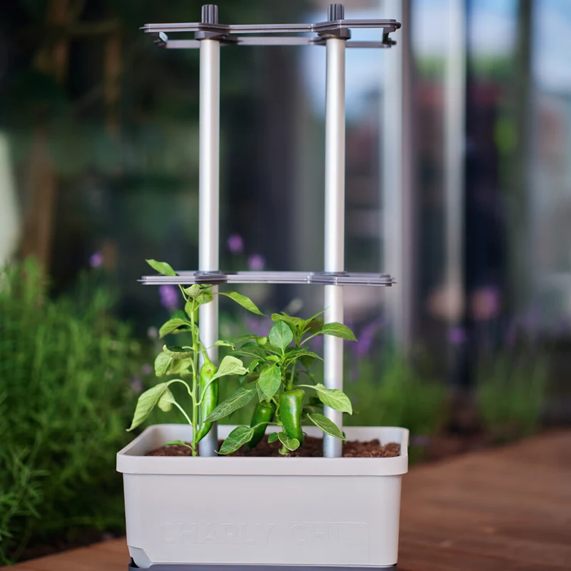 Gusta Garden CHARLY CHILI