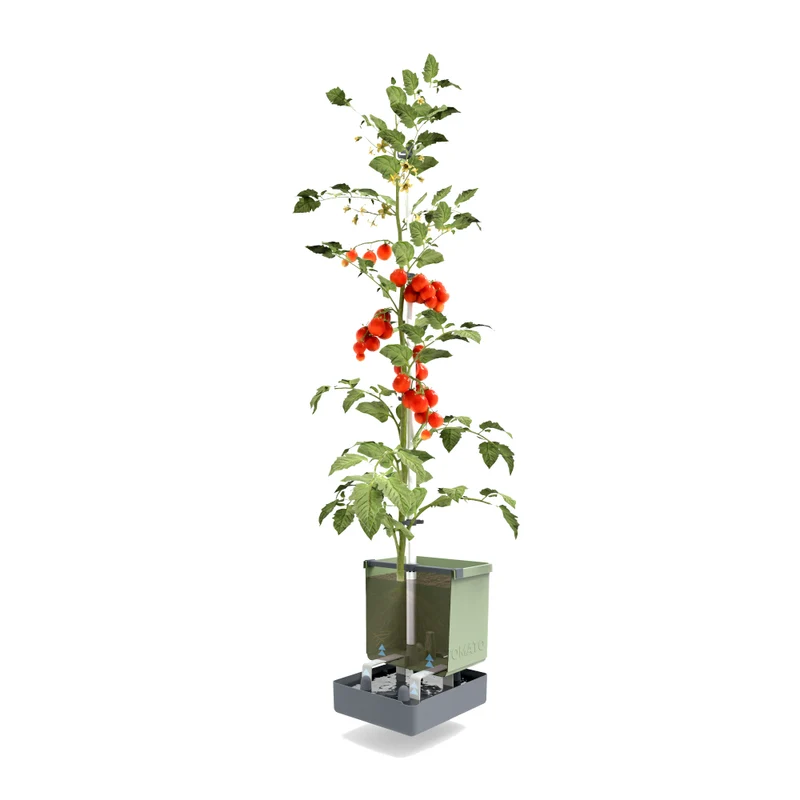 Gusta Garden TOM TOMATO