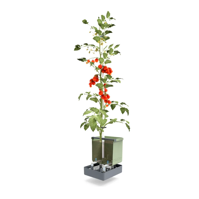 Gusta Garden TOM TOMATO