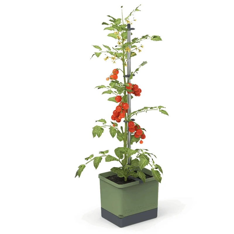 Gusta Garden TOM TOMATO