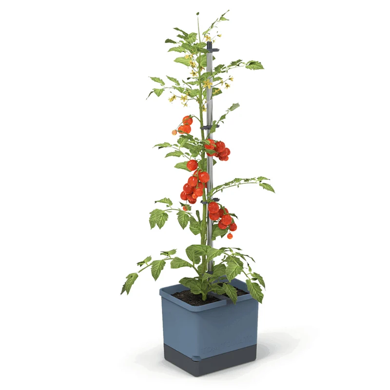 Gusta Garden TOM TOMATO