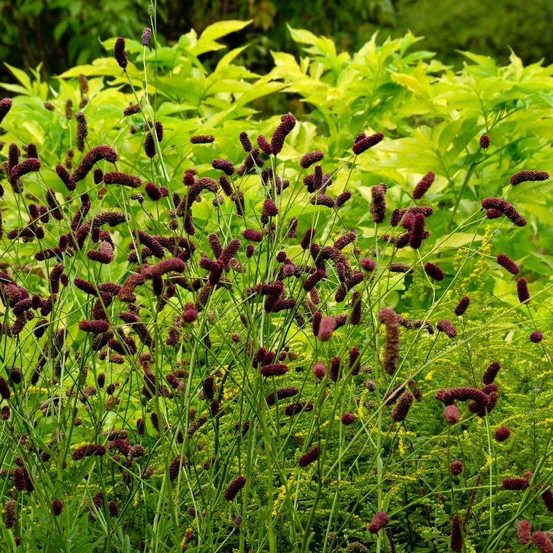 Purpurfarbener Hoher Wiesenknopf