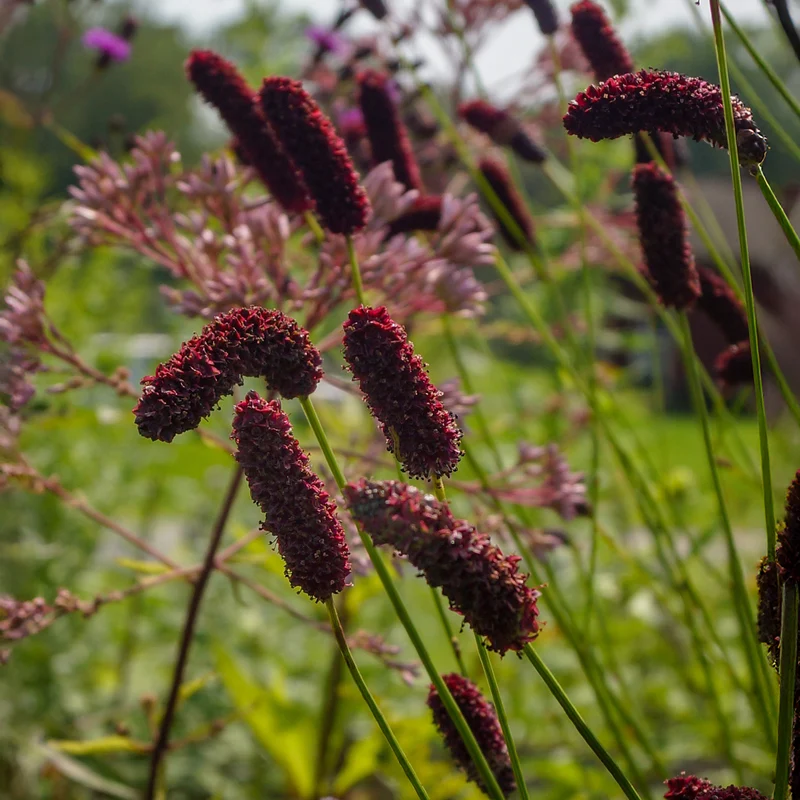 Purpurfarbener Hoher Wiesenknopf