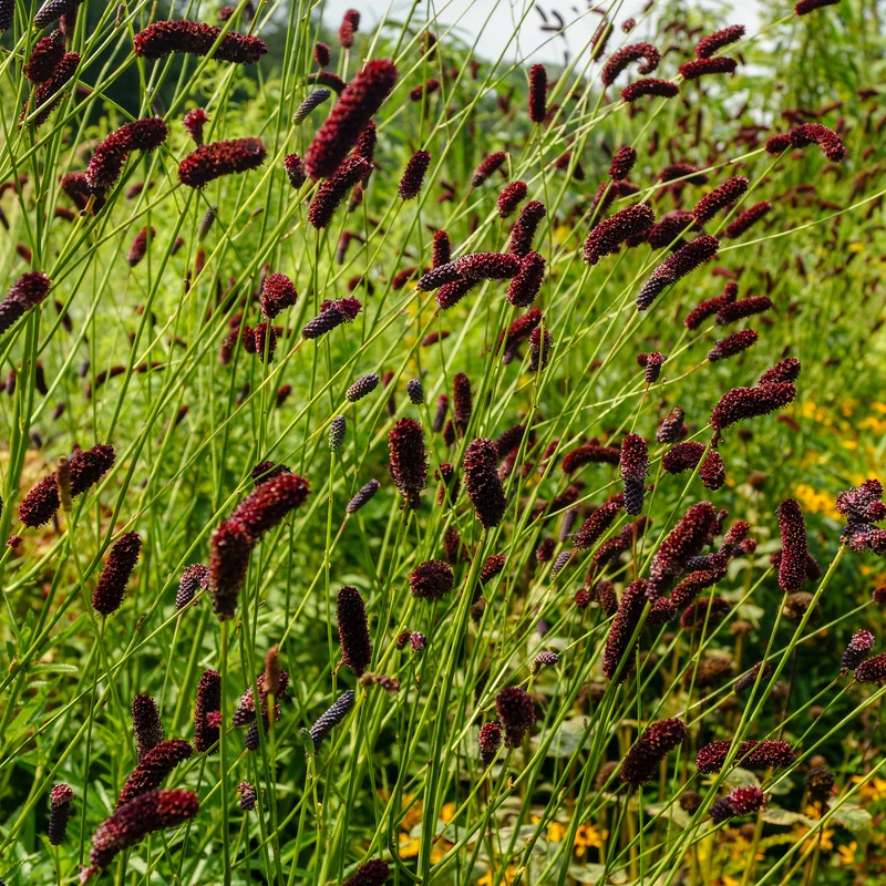 Purpurfarbener Hoher Wiesenknopf