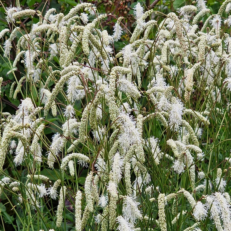 Wiesenknopf Alba